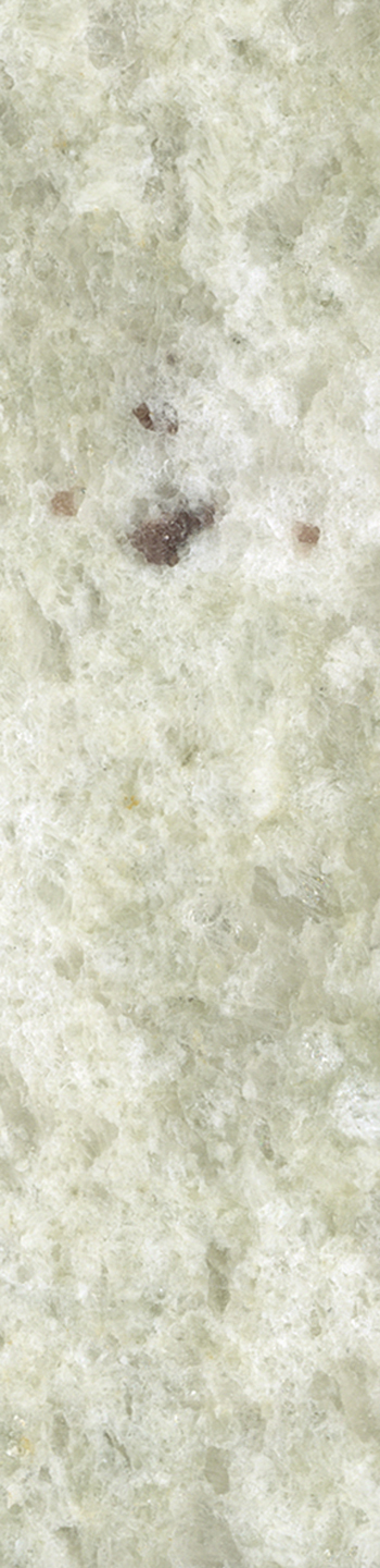 Andromeda White