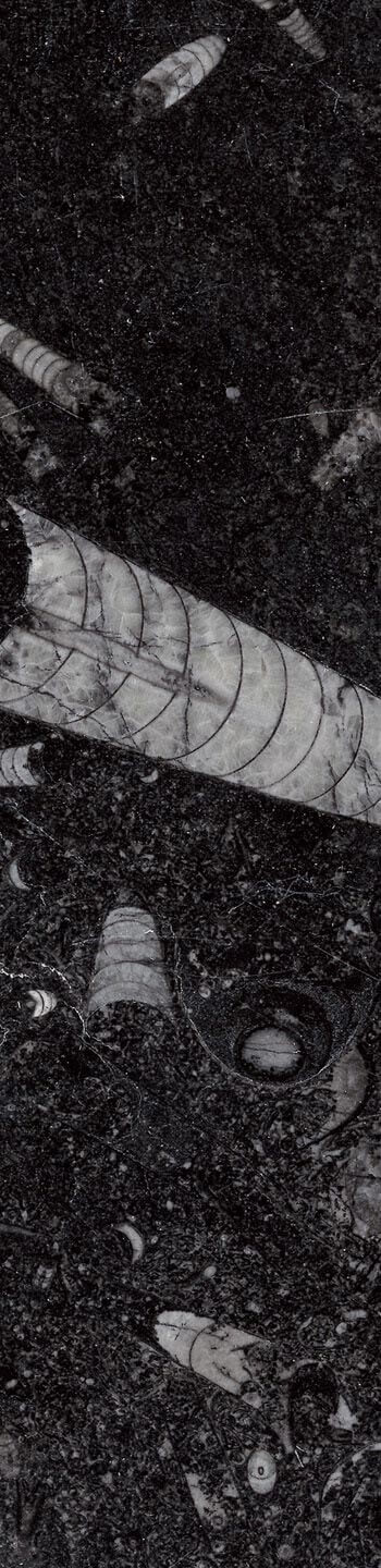 Nero Fossil